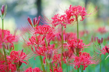 巾着田のヒガンバナ