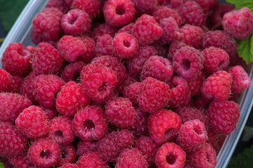Raspberry Harvest