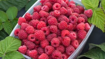 Raspberry Harvest