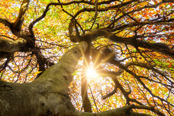 Sun shining through the crown of a tree