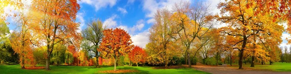Papier Peint photo Lavable Panoramique Panorama du parc coloré en automne