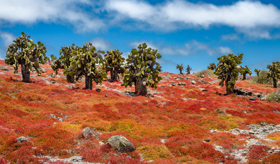 Landscape of Plaza Sur island  at  Galapagos, Ecuador.