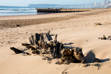 Driftwood in Sand on Durban Beach