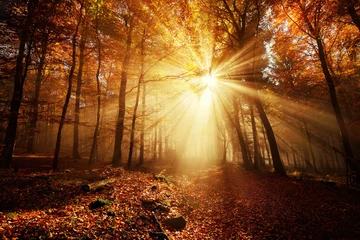 Dramatische Waldlandschaft im goldenen Licht © Smileus