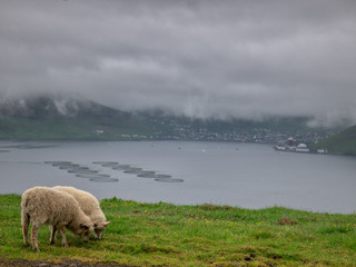 Faroe Sheep