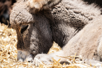 Obraz premium Donkey baby