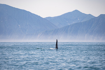 The dorsal fin of a killer whale is visible above the waters of the Pacific Ocean near the Kamchatka Peninsula, Russia.