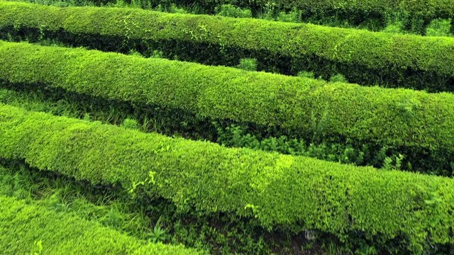 Boseong, South Korea 18 July 2019 Daehandawon. After rain 4K Aerial Drone Footage View of Daehandawon where is famous green tea plantation and bamboo forest..