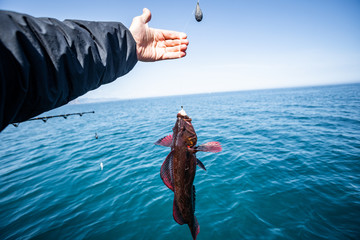 A large red snapper caught during a deep sea offshore fishing trip