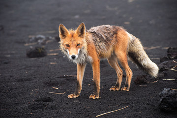 Wild fox looking into camera