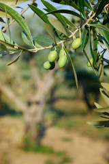 green olives growing in olive tree ,in mediterranean plantation