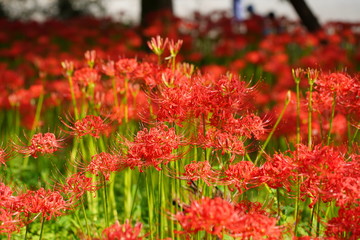 巾着田のヒガンバナ