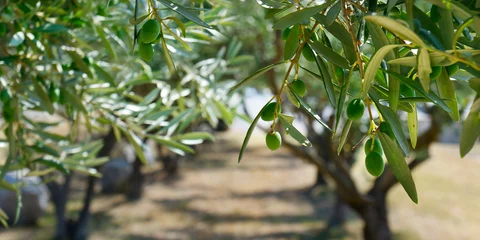Fototapeten grüne oliven, die im olivenbaum wachsen, in der mediterranen plantage © MICHEL