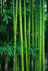 Phyllostachys viridiglaucescens Bamboo growing in a French garden