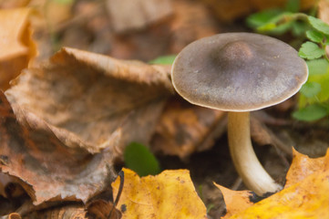 Mushrooms grow in the autumn forest among fallen leaves