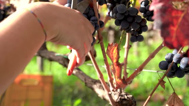 Young woman hands picking graps on the grapevine
