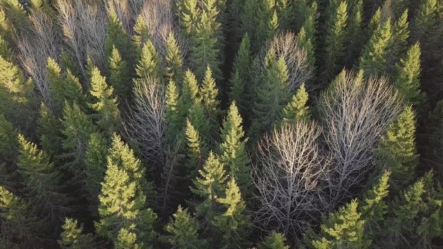 Aerial tilt view of aspen canopies in mixed forest with spruce
