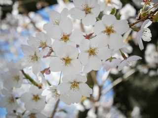 Landscape natural view of Cherry Blossom Flower(pulm flower,sakura flower) in spring sunshine daytime with blue sky in background