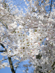 Landscape natural view of Cherry Blossom Flower(pulm flower,sakura flower) in spring sunshine daytime with blue sky in background