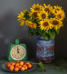 Still life with a flower of a sunflower, apricots and old scales. Beautiful bouquet of sunflowers. Ripe and tasty apricots. Vintage. Retro.