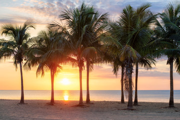 Coconut palm trees on tropical beach at sunrise in Florida Keys.