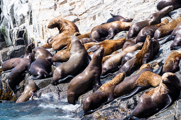 San Diego, California - USA. Close up of a Californian sea lion (Zalophus californianus) posing on a rock in the reefs of La Jolla beach