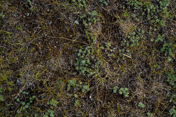 Texture of withered grass. Lifeless background image. Siberian soil. Macro photo