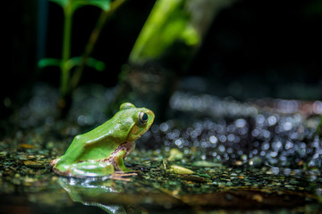 カエル