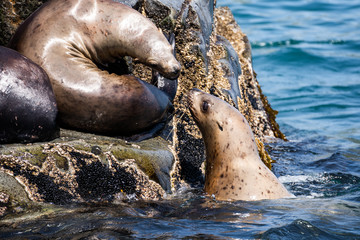 Nature of Kamchatka: rookery Steller Sea Lion or Northern Sea Lion (Eumetopias Jubatus).