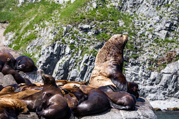 Steller Sea Lion (Eumetopias jubatus) - Race Rocks, Victoria BC, Canada