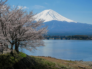 Fototapeta premium Natural landscape view of the Kawaguchi Lake with mount Fuji-the most beautiful vocano- and sakura tree (pulm,cherry blossom tree) in full bloom spring time in Japan