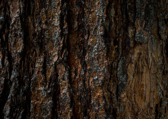 The texture of the bark of a tree. Background image of macro photo of bark with mold