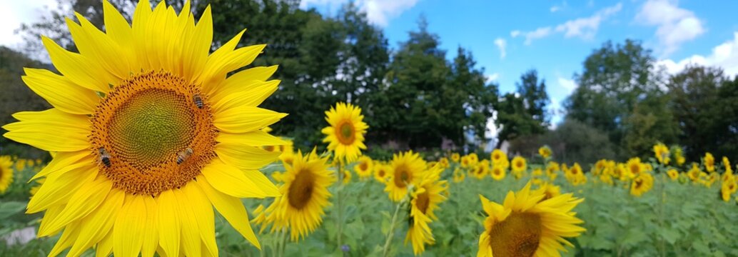Champ de tournesols pour les abeilles !