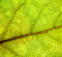 Background image of a leaf of a tree close up. A green leaf of a tree is a big magnification. Macro shooting.