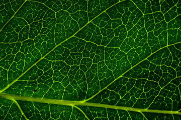Background image of a leaf of a tree close up. A green leaf of a tree is a big magnification. Macro shooting.