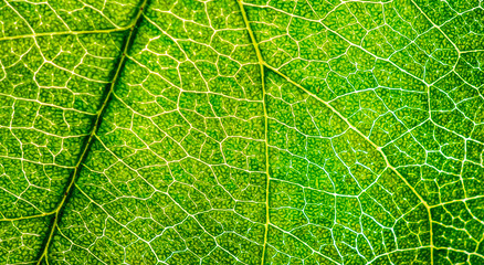 Background image of a leaf of a tree close up. A green leaf of a tree is a big magnification. Macro...