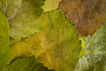 Background image of leaves shot from the top. Green natural foliage