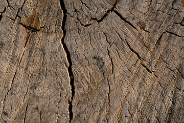 Texture of old wood. Background image. Macro photo
