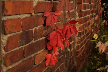 Herbststimmung - Symphony in red