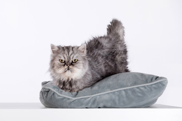 Persian Cats, Persian gray-brown cat