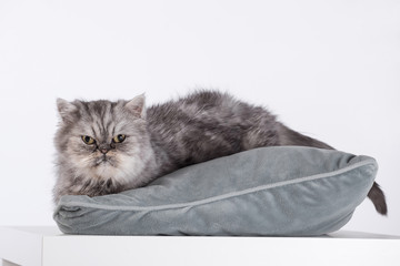 Persian Cats, Persian gray-brown cat