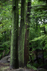 Fototapeta premium 苔むした木