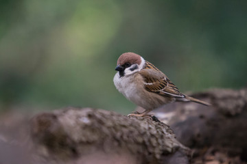 Male sparrow perched on a log.