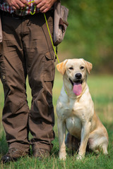 Yellow labrador retriever is sitting beside owner