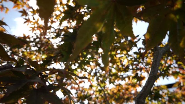 Looking through the trees at the sky with the sun shining through the leaves - lens flar