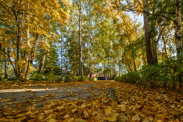 city autumn Park with trees and fallen leaves on the alleys and the ground