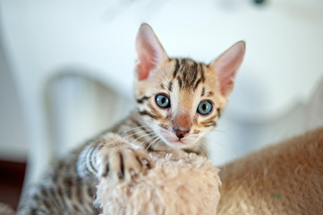 Close up of bengal kitten with blue eyes