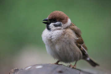 Portrait of a male sparrow.