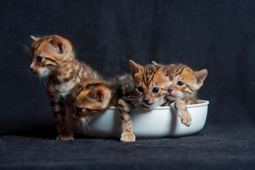 Fototapeta na wymiar Four bengal kittens in a bowl, black background