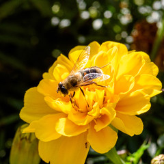 Bee collecting pollen on yellow flower, closeup
